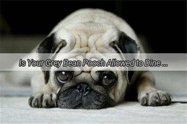 Is Your Grey Bean Pooch Allowed to Dine on This Unveiling the Truth About Their Diet